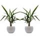 Yucca-Palmen-Duo mit handgefertigtem Keramik-Blumentopf "Cresto Weiß" - 2 Pflanzen und 2 Dekotöpfe