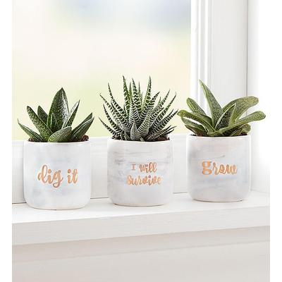 1-800-Flowers Plant Delivery 'Dig It' Succulent Trio | Happiness Delivered To Their Door