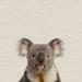 Harriet Bee 'Playful Koala' Photographic Print on Wrapped Canvas Canvas, Solid Wood in Brown | 12 H x 12 W x 1.5 D in | Wayfair