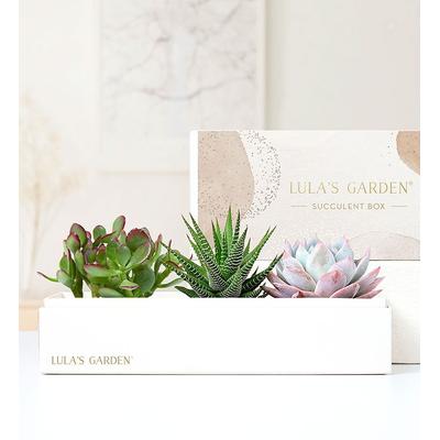1-800-Flowers Plant Delivery Succulents By Lula's Garden Large Plant | Happiness Delivered To Their Door