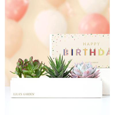 1-800-Flowers Everyday Gift Delivery Happy Birthday Succulents By Lula's Garden Large | Happiness Delivered To Their Door