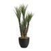 Bayou Breeze Yucca Floor Palm Tree in Planter Silk/Ceramic/Plastic | 66 H x 36 W x 29 D in | Wayfair 88912173F6B9452E8B1BD0774EAB70A5