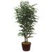 Dalmarko Designs 90" Ficus Tree in Planter Silk | 90 H x 30 W x 36 D in | Wayfair 1271