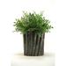 D & W Silks Green Locust Spray Desk Top Plant in Planter Ceramic/Plastic | 19 H x 17 W x 17 D in | Wayfair 156028