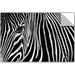 Ebern Designs Andy Mumford Zebra in Lisbon Zoo Removable Wall Decal Vinyl in White | 24 H x 36 W in | Wayfair ABFF590DC8844031B2D9828284F28E79