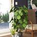 Charlton Home® 36" Artificial Fiddle Leaf Fig Tree in Planter Silk/Plastic | 42 H x 26 W x 24 D in | Wayfair 755143E4872E47958B3E98D45900B65B