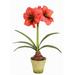 Red Barrel Studio® Amaryllis Flower in Pot Fabric | 26.5 H x 11 W x 11 D in | Wayfair RDBT1686 40937454