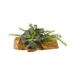 World Menagerie Large Ruffled Echeveria & Rosemary Silk/Wood/Plastic in Brown | 12.5 H x 20 W x 15 D in | Wayfair 0384866E89B446BFB8E23354E8DDC32F