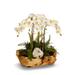 T&C Floral Company Orchid Centerpiece in Planter Faux Silk in Pink/White | 26 H x 20 W x 15 D in | Wayfair F1416WW