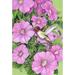 Toland Home Garden Hummingbird and Petunias Polyester 18 x 12.5 inch Garden Flag in Green/Pink | 18 H x 12.5 W in | Wayfair 1110258