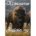 Toland Home Garden Where the Buffalo Roam-Welcome Buffalo Ny 2-Sided Polyester 40 x 28 in. House Flag in Black/Brown | 40 H x 28 W in | Wayfair