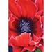 Toland Home Garden Painted Poppy 2-Sided Polyester 18 x 13 in. Garden Flag in Red | 18 H x 12.5 W in | Wayfair 119816