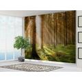 Wall Murals Online Ltd Wallpaper Forest at Dawn Woodland Wall Mural Decorative Wallpapers for Living Room & Bedroom (Paper 220gsm Premium, 2XL 300cm Wide x 240cm High)