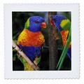 3dRose QS 70394 _ 2 Australien, East Coast. Rainbow Lorikeets bird-au01 psk0149-peter Skinner-Quilt Platz, 6 von 6