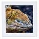 3dRose Galapagos-Inseln, Ecuador, Santa Cruz Island. Galapagos-Land Iguana. – Quilt Platz, 6 von 6 (QS 205641 _ 2)