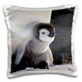 3dRose Emperor Penguin, Snow Hill Island, antarctica-an02 ksu0017-keren su-Pillow Fall, 16 von 40,6 cm (PC 74188 _ 1)