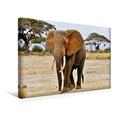 Calvendo Premium Textil-Leinwand 45 cm x 30 cm Quer, Elefant in Amboseli | Wandbild, Bild auf Keilrahmen, Fertigbild auf Echter Leinwand, Leinwanddruck: Ein Kalender Elefanten Afrikas Tiere Tiere