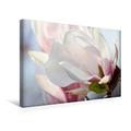 Calvendo Premium Textil-Leinwand 45 cm x 30 cm Quer, Magnolienblüte | Wandbild, Bild auf Keilrahmen, Fertigbild auf Echter Leinwand, Leinwanddruck: Zarte Magnolie Natur Natur