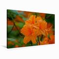 Calvendo Premium Textil-Leinwand 90 cm x 60 cm Quer Orangene Rhododendron Blüte | Wandbild, Bild auf Keilrahmen, Fertigbild auf Echter Leinwand, Leinwanddruck: Pflanzen und Blüten Hobbys Hobbys