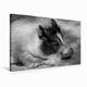 Calvendo Premium Textil-Leinwand 75 cm x 50 cm Quer Schlafendes Minischwein | Wandbild, Bild auf Keilrahmen, Fertigbild auf Echter Leinwand, Leinwanddruck: Schweine in schwarz und weiß Tiere Tiere