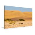 Calvendo Premium Textil-Leinwand 90 cm x 60 cm Quer, Wildes Namibia: Namaqua-Chamäleon in der Namib-Wüste | Wandbild, Bild auf Keilrahmen, Fertigbild auf Namib-Naukluft-Nationalpark Natur Natur