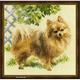 Riolis 1585 Pomeranian Cross Stitch Kit, Baumwolle, Multi-Color, 25 x 0, 1 cm