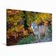 Calvendo Leinwand Wolf im Herbstwald 90x60cm, Special-Edition Wandbild, Bild auf Keilrahmen, Fertigbild auf Hochwertigem Textil, Leinwanddruck, Kein Poster