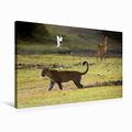 Premium Textil-Leinwand 75 cm x 50 cm quer Abenteuer Sambia: Vogel warnt Puku vor Leopard, South Luangwa National Park | Wandbild, Bild auf Keilrahmen, Fertigbild auf echter Leinwand, Leinwanddruck