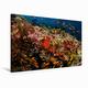 Leinwand EIN Motiv aus dem Kalender Malediven - Die Bunte Unterwasserwelt 120x80cm, Special-Edition Wandbild, Bild auf Keilrahmen, Fertigbild auf hochwertigem Textil, Leinwanddruck, kein Poster
