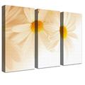 LANA KK Luxus Ausführung – Leinwandbild"Kamillen Sepia" mit Blumen auf 4 cm Echtholz-Keilrahmen, Beige, 150 x 100 x 4 cm, dreiteilig