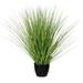 Highland Dunes Snake Plant Grass in Pot Plastic | 19.69 H x 4.5 W x 4.5 D in | Wayfair 0353CA3B55AC47D2ACAD0FAF5F93ED43