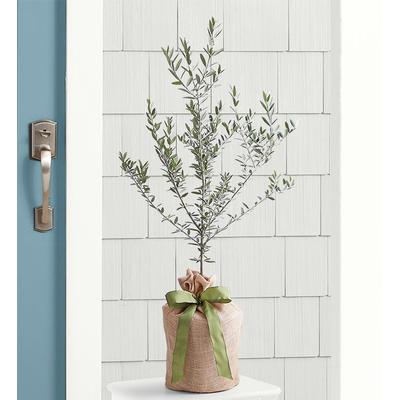 1-800-Flowers Plant Delivery Olive Tree - Large Plant | Happiness Delivered To Their Door