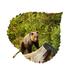 Loon Peak® Bear on Log Aspen Leaf Wall Décor Metal in Gray/Green | 6 H x 7 W x 1 D in | Wayfair 50271CB945374B2584A00C2CF79CDDC7