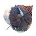 Loon Peak® Buffalo Aspen Leaf Wall Décor Metal in Brown/Gray | 15 H x 18 W x 1 D in | Wayfair 06099DF9934C43CBA460F12E2C01E804