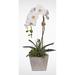 World Menagerie Orchid w/ Succulents Floral Arrangements & Centerpieces in Pot Plastic | 23 H x 10 W x 7 D in | Wayfair