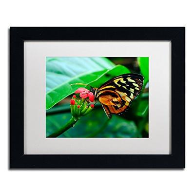 Cream Spotted Tigerwing White Matte Artwork by Kurt Shaffer, 11 by 14-Inch, Black Frame