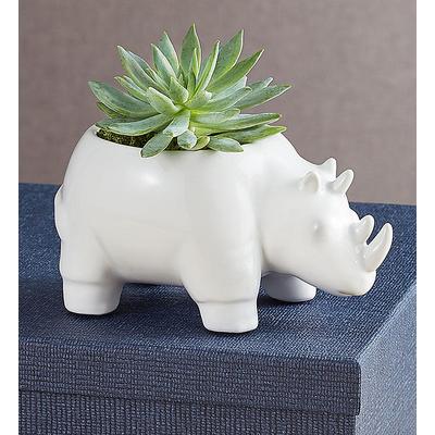 1-800-Flowers Plant Delivery Safari Animal Succulents Rhino | Happiness Delivered To Their Door