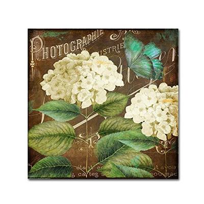 Alabaster Hydrangea by Color Bakery, 18x18-Inch Canvas Wall Art